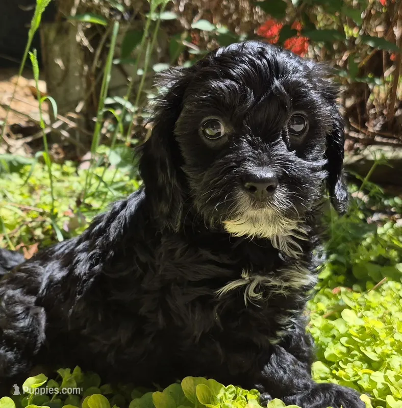 Mustache Black – Cavapoo puppy for sale in Pigeon Forge, TN