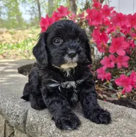 Mustache Black, a male Cavapoo for sale in Pigeon Forge, TN – Photo 2 of 3