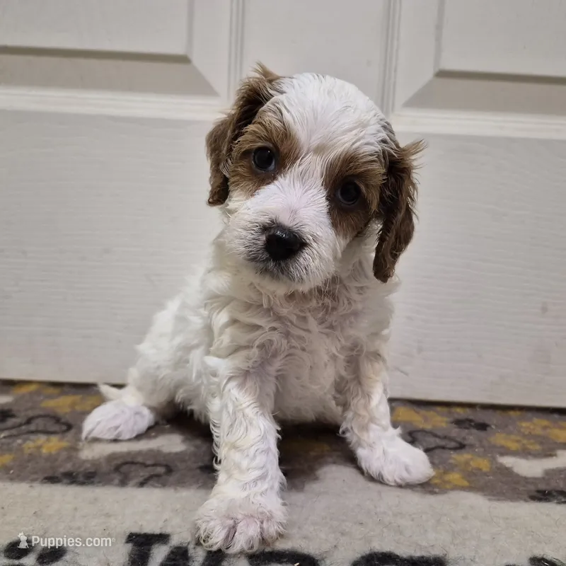 Parti Boy – Cavapoo puppy for sale in Pigeon Forge, TN