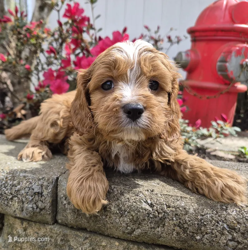 Teddy – Cavapoo puppy for sale in Pigeon Forge, TN