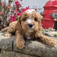 Teddy, a male Cavapoo for sale in Pigeon Forge, TN – Photo 1 of 4