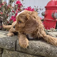 Teddy, a male Cavapoo for sale in Pigeon Forge, TN – Photo 4 of 4