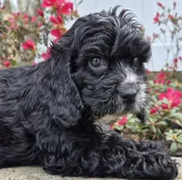 Wilson, a male Cavapoo for sale in Pigeon Forge, TN – Photo 2 of 4