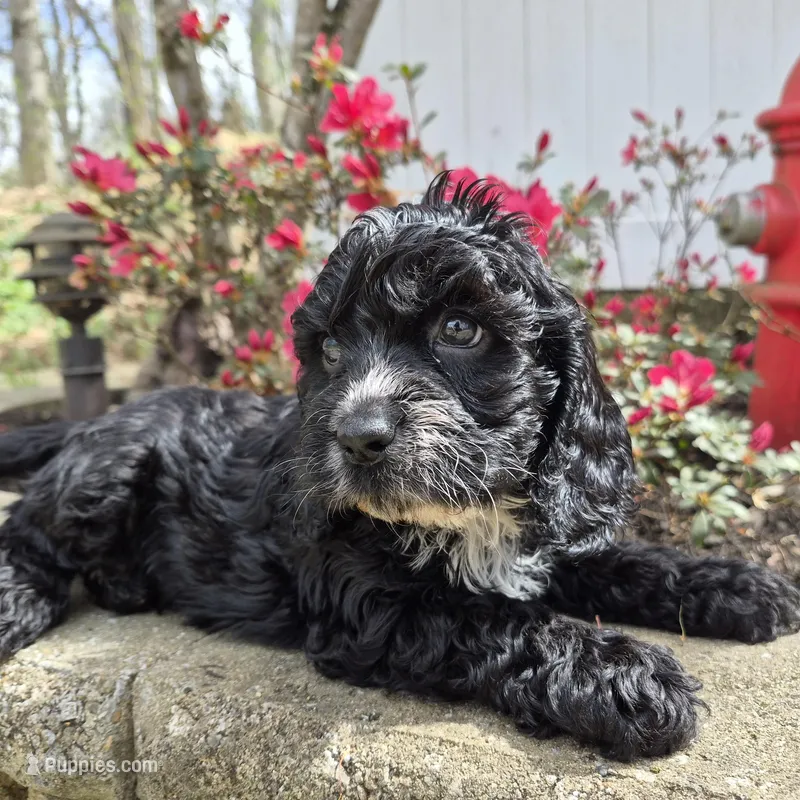 Wilson – Cavapoo puppy for sale in Pigeon Forge, TN
