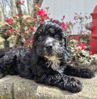 Wilson, a male Cavapoo for sale in Pigeon Forge, TN – Photo 4 of 4