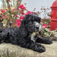 Wilson, a male Cavapoo for sale in Pigeon Forge, TN – Photo 3 of 4