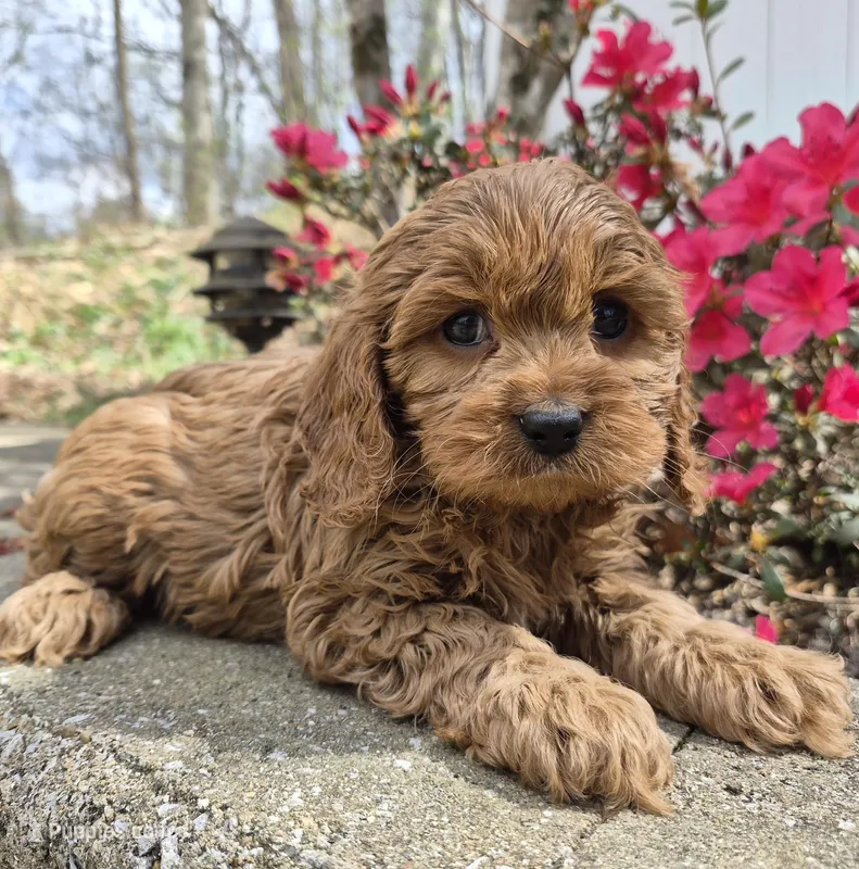 Ruby – Cavapoo puppy for sale in Pigeon Forge, TN