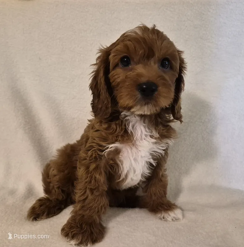 Red Boy #1 – Cavapoo puppy for sale in Pigeon Forge, TN