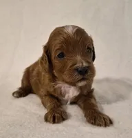 Red Boy (smallest), a male Cavapoo for sale in Pigeon Forge, TN – 1 of 1