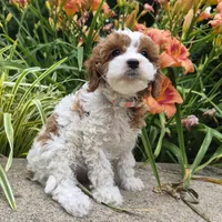 TALLULAH MAE, a female Cavapoo for sale in Pigeon Forge, TN – 6 of 10