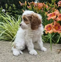 FREYA FRECKLES, a female Cavapoo for sale in Pigeon Forge, TN – 6 of 9