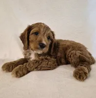 Red Boy #4, a male Cavapoo and Cavalier King Charles Spaniel for sale in Pigeon Forge, TN – 3 of 10