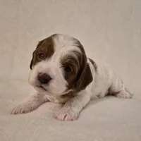 Parti Girl #2, a female Cavapoo for sale in Pigeon Forge, TN – 2 of 2