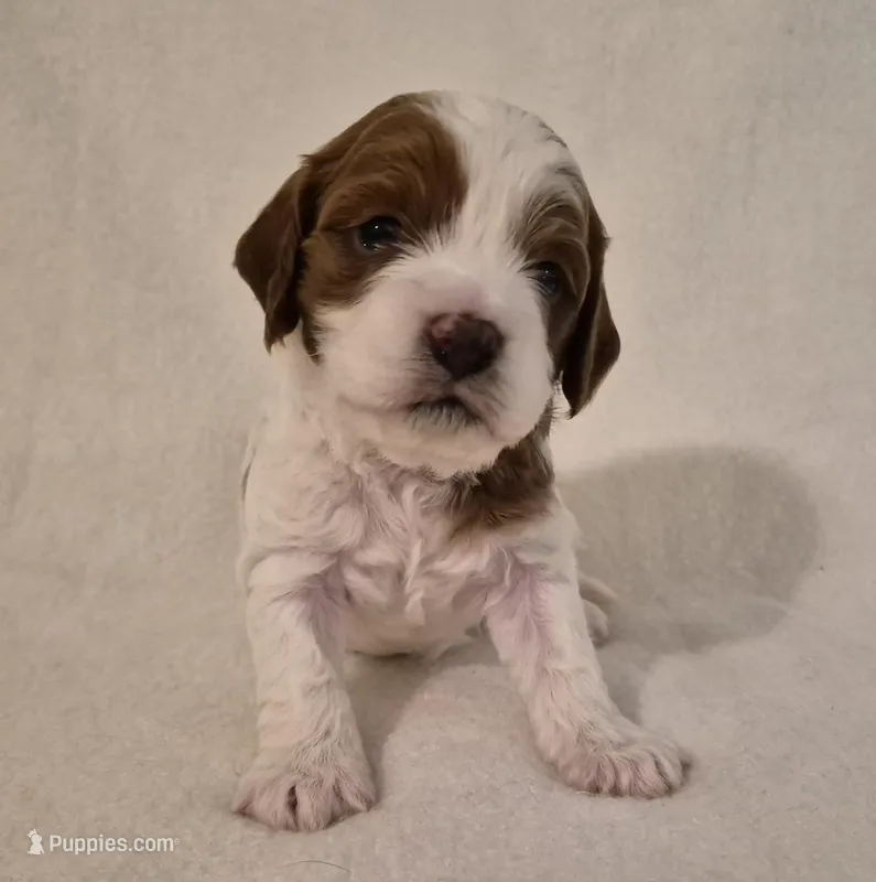Parti Girl #2 – Cavapoo puppy for sale in Pigeon Forge, TN