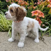 FREYA FRECKLES, a female Cavapoo for sale in Pigeon Forge, TN – 4 of 9