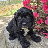 Tuxedo Black, a male Cavapoo for sale in Pigeon Forge, TN – Photo 1 of 3