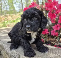 Tuxedo Black, a male Cavapoo for sale in Pigeon Forge, TN – Photo 2 of 3