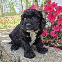 Tuxedo Black, a male Cavapoo for sale in Pigeon Forge, TN – Photo 3 of 3