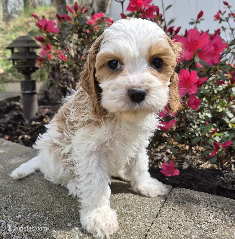 Ellie – Cavapoo puppy for sale in Pigeon Forge, TN