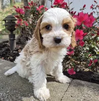 Ellie, a female Cavapoo for sale in Pigeon Forge, TN – Photo 4 of 4