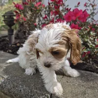 Ellie, a female Cavapoo for sale in Pigeon Forge, TN – Photo 2 of 4