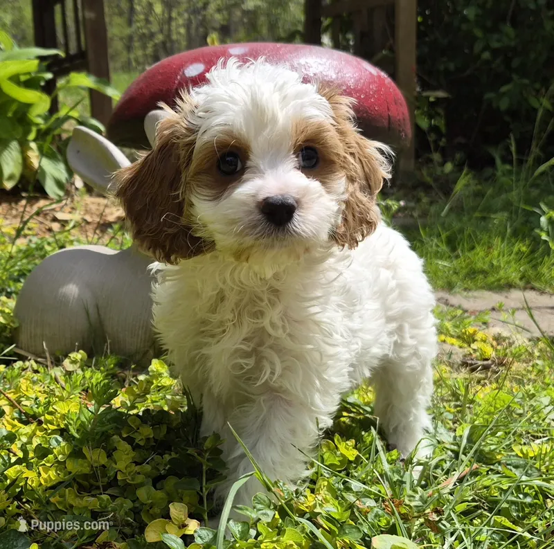 Ellie – Cavapoo puppy for sale in Pigeon Forge, TN