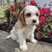 Ellie, a female Cavapoo for sale in Pigeon Forge, TN – Photo 3 of 4