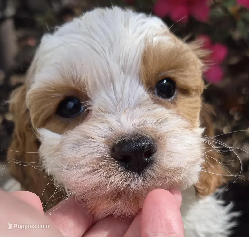 Ellie – Cavapoo puppy for sale in Pigeon Forge, TN