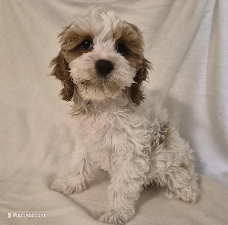 Ellie – Cavapoo puppy for sale in Pigeon Forge, TN