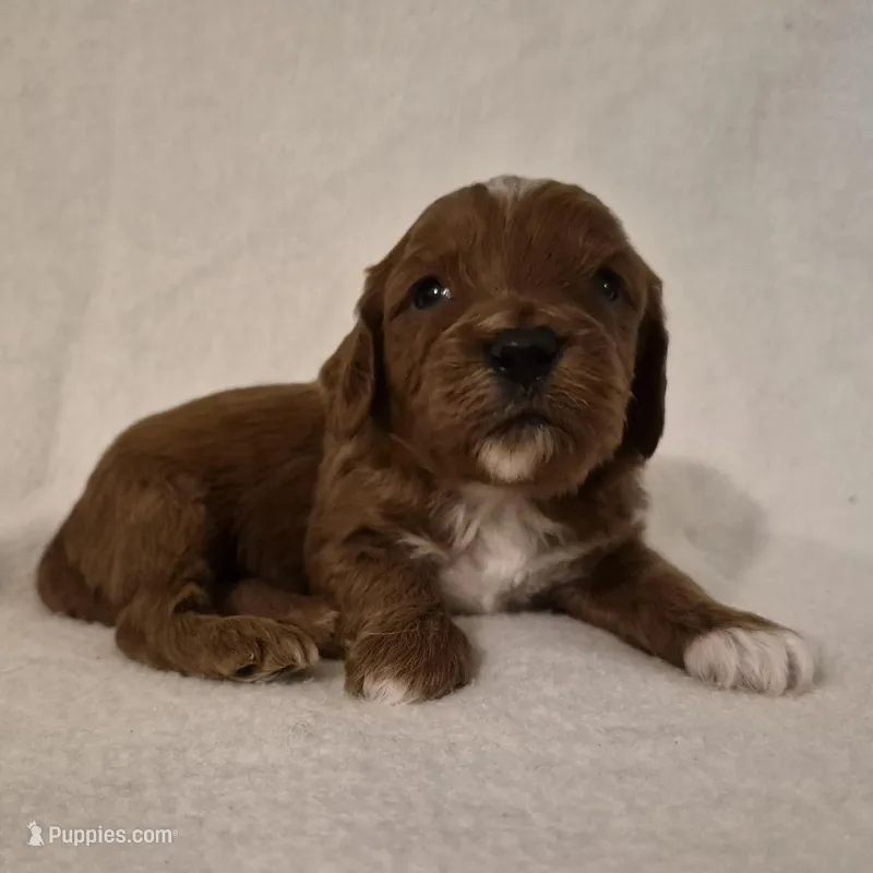 Red Boy #1 – Cavapoo puppy for sale in Pigeon Forge, TN