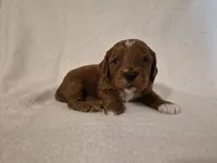 Red Boy #1, a male Cavapoo for sale in Pigeon Forge, TN – 2 of 2