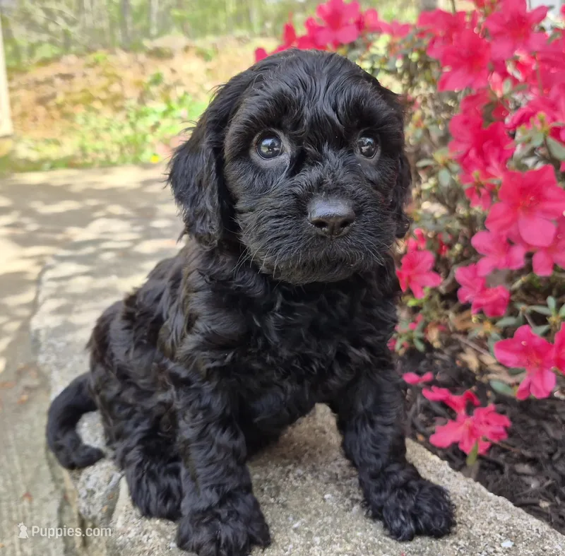 Solid Black – Cavapoo puppy for sale in Pigeon Forge, TN