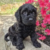 Solid Black, a male Cavapoo for sale in Pigeon Forge, TN – Photo 2 of 2