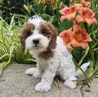 TALLULAH MAE, a female Cavapoo for sale in Pigeon Forge, TN – 7 of 10