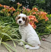 TENNESSEE, a male Cavapoo for sale in Pigeon Forge, TN – 6 of 9