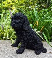 Black Jack, a male Cavapoo for sale in Pigeon Forge, TN – 4 of 8