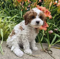 TALLULAH MAE, a female Cavapoo for sale in Pigeon Forge, TN – 4 of 10