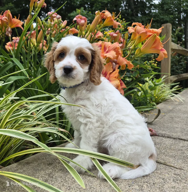 TENNESSEE – Cavapoo puppy for sale in Pigeon Forge, TN