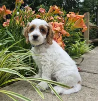 TENNESSEE, a male Cavapoo for sale in Pigeon Forge, TN – 1 of 9