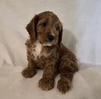 Red Boy #4, a male Cavapoo and Cavalier King Charles Spaniel for sale in Pigeon Forge, TN – 6 of 10