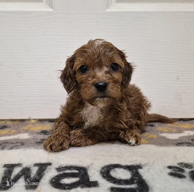 Red Boy (smallest) – Cavapoo puppy for sale in Pigeon Forge, TN