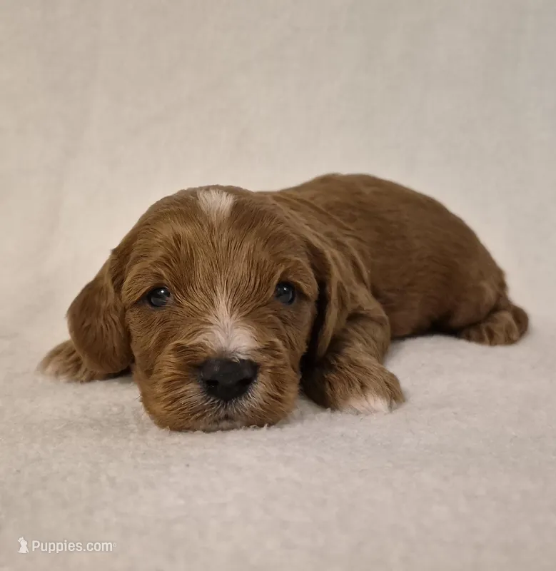 Red Boy #4, a male Cavapoo for sale in Pigeon Forge, TN – 1 of 1