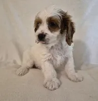 TENNESSEE, a male Cavapoo for sale in Pigeon Forge, TN – 8 of 9