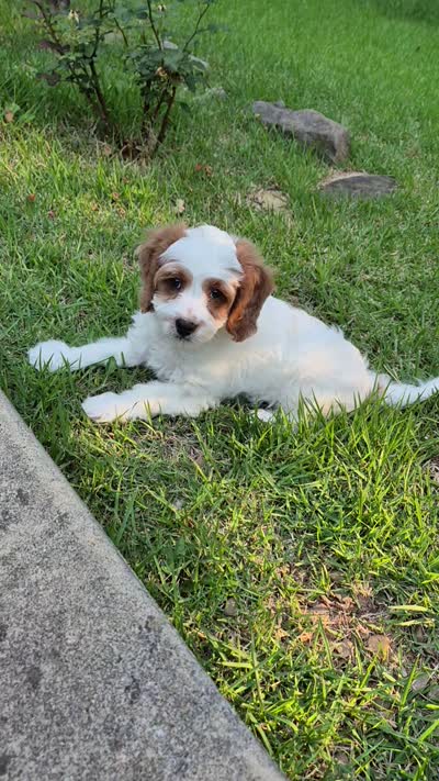 Tennessee Boy, a male Cavapoo for sale in Pigeon Forge, TN – 7 of 7