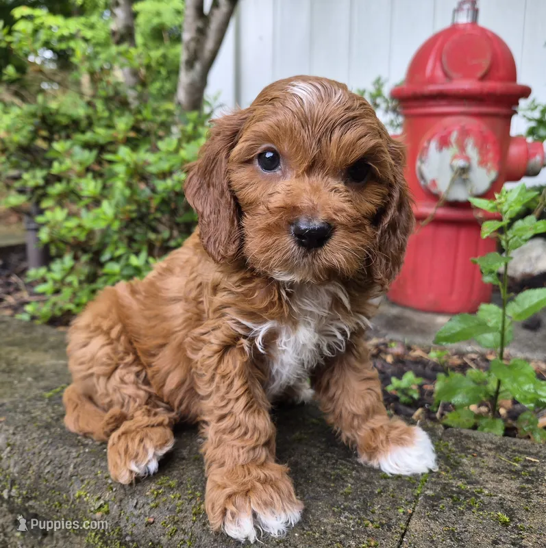 Red Boy #1 – Cavapoo puppy for sale in Pigeon Forge, TN