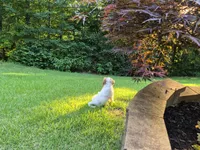Tennessee Boy, a male Cavapoo for sale in Pigeon Forge, TN – 5 of 7