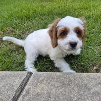 Tennessee Boy, a male Cavapoo for sale in Pigeon Forge, TN – 6 of 7