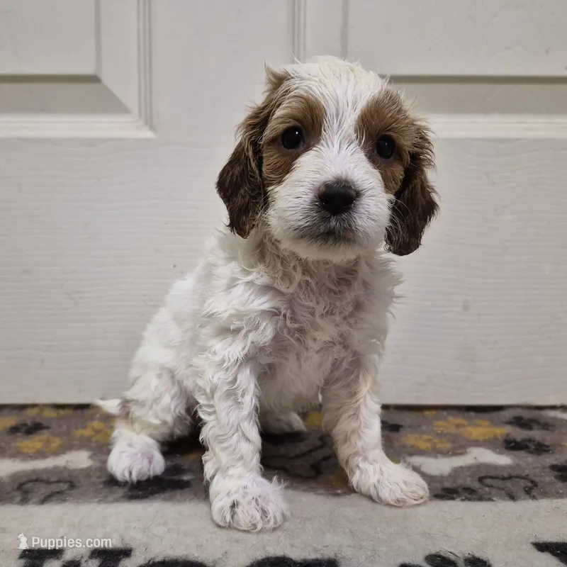 Parti girl #1 – Cavapoo puppy for sale in Pigeon Forge, TN