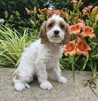 FREYA FRECKLES, a female Cavapoo for sale in Pigeon Forge, TN – 2 of 9