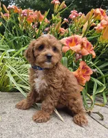 L'IL JOJO, a male Cavapoo for sale in Pigeon Forge, TN – 3 of 10
